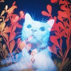 Meet your Posher, Mal